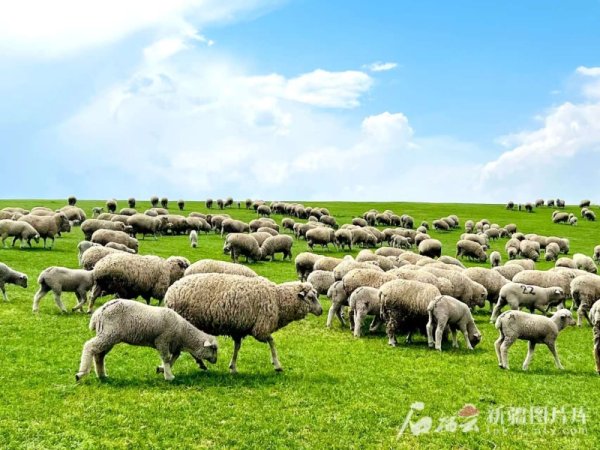 在线炒股-开户配资 辉煌70年 奋进新征程 | 牧歌新唱